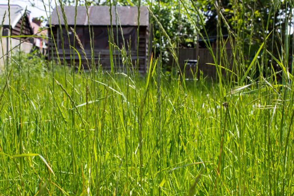Overgrown Lawn Trimming in Olathe