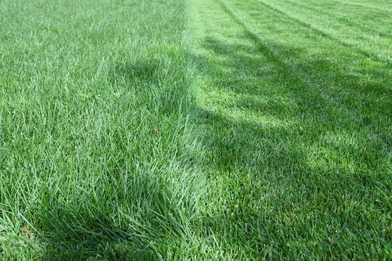 Lawn Before Mowing